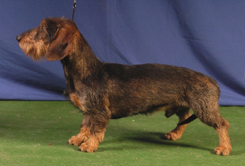 Excalibur de l'écho d'Elodie